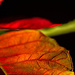 Poinsettia by tosee