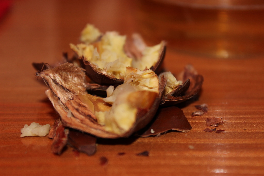 Hot Chestnut shell by bizziebeeme