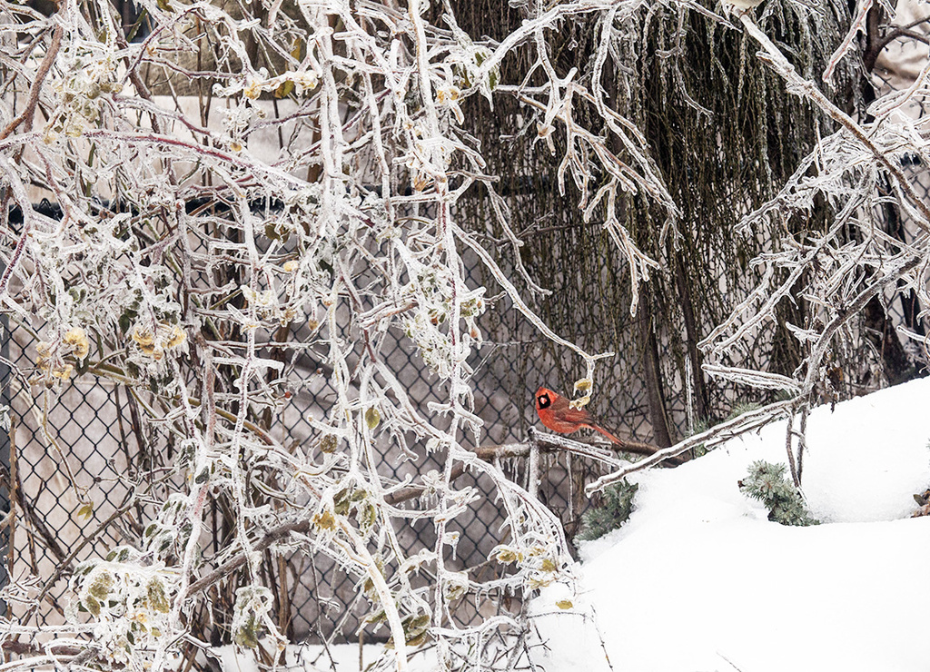 Winter Cardinal  by gardencat