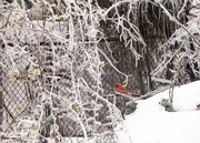 23rd Dec 2013 - Winter Cardinal 