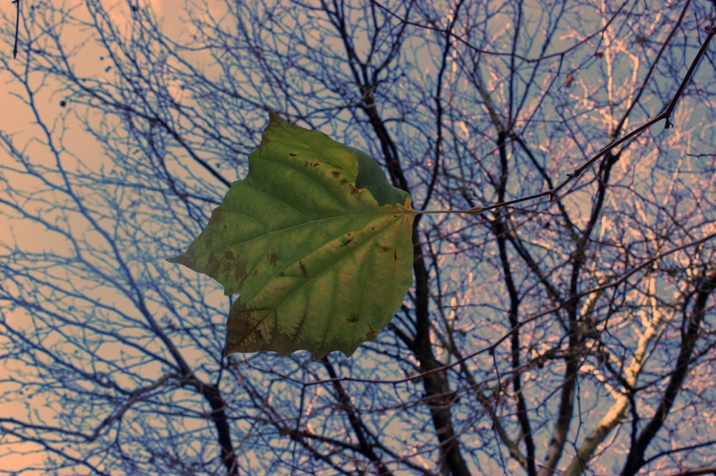 Last leaf hanging by bizziebeeme