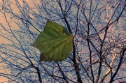 11th Dec 2013 - Last leaf hanging