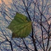 Last leaf hanging by bizziebeeme