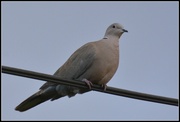 23rd Dec 2013 - Collared dove