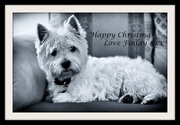 23rd Dec 2013 - 23rd December 2013 - Christmas wishes from Finlay