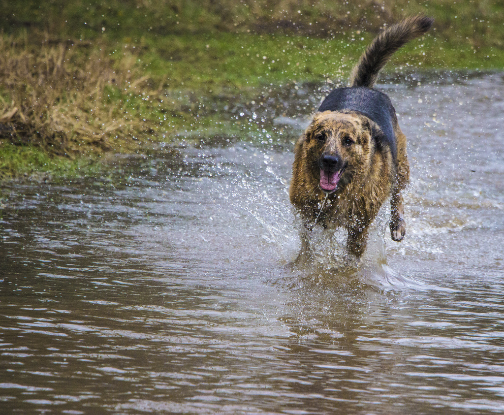 Paddling in a puddle by shepherdman