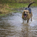 Paddling in a puddle by shepherdman