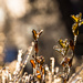 a surfeit of bokeh by northy