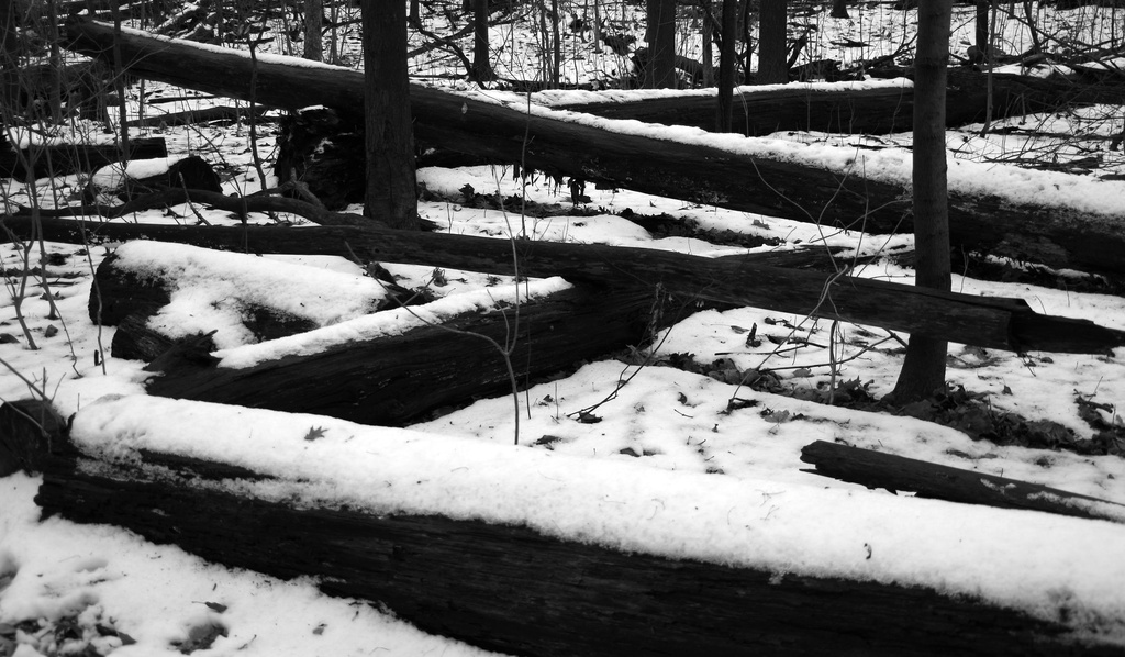 Logs in the Snow by houser934