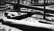 22nd Dec 2013 - Logs in the Snow