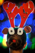 23rd Dec 2013 - My Personal Reindeer