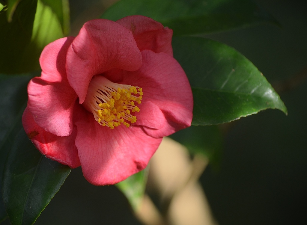 Camellia, Magnolia Gardens by congaree