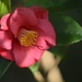 Camellia, Magnolia Gardens by congaree
