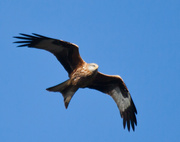 24th Dec 2013 - 24th December 2013 - Red Kite fly past