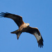 24th December 2013 - Red Kite fly past by pamknowler