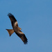 24th December 2013 - Red Kite gliding by by pamknowler