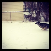 14th Dec 2013 - snow dog 