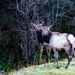 Christmas Reindeer Visitors  by jgpittenger