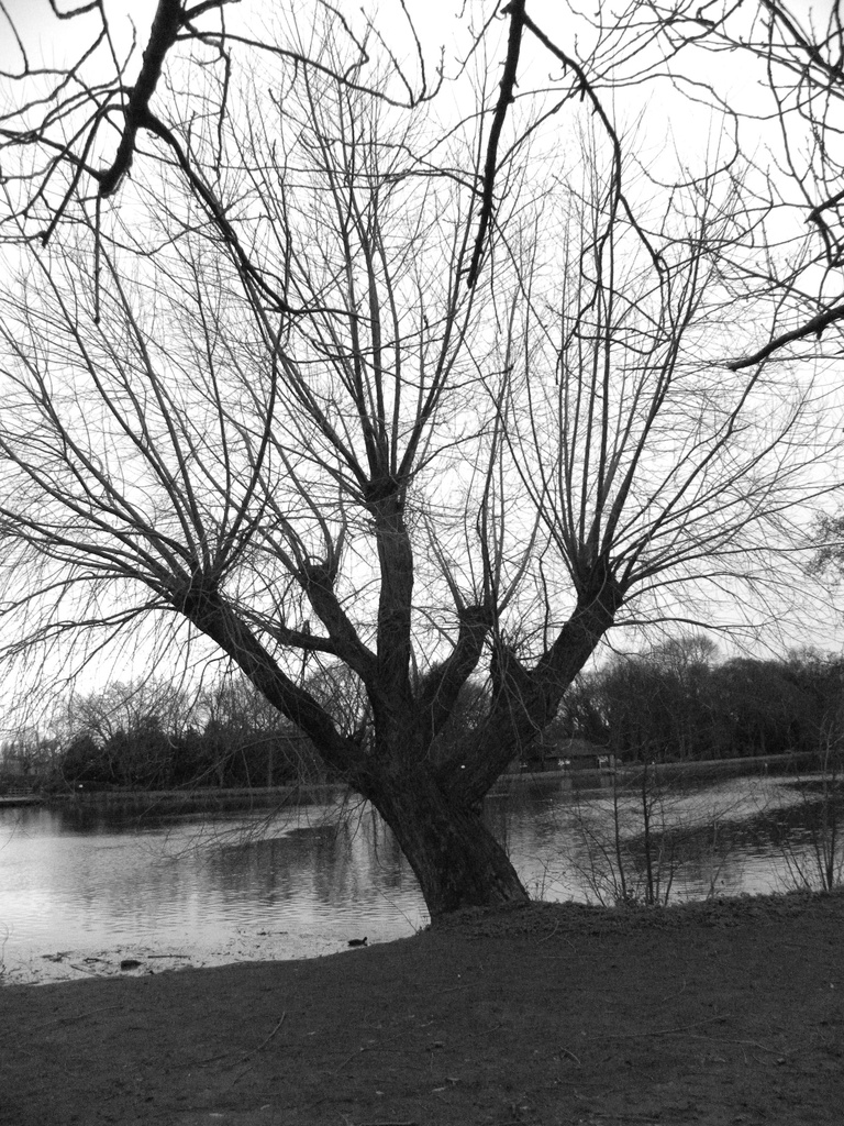 Winter Tree by oldjosh