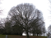 20th Dec 2013 - Domed Tree Winter