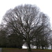 Domed Tree Winter by oldjosh
