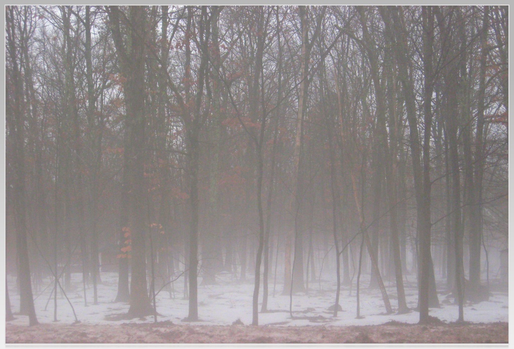 Foggy Morning by olivetreeann