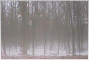 22nd Dec 2013 - Foggy Morning