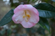 10th Dec 2013 - Camellia