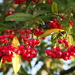 Red Berries by philhendry