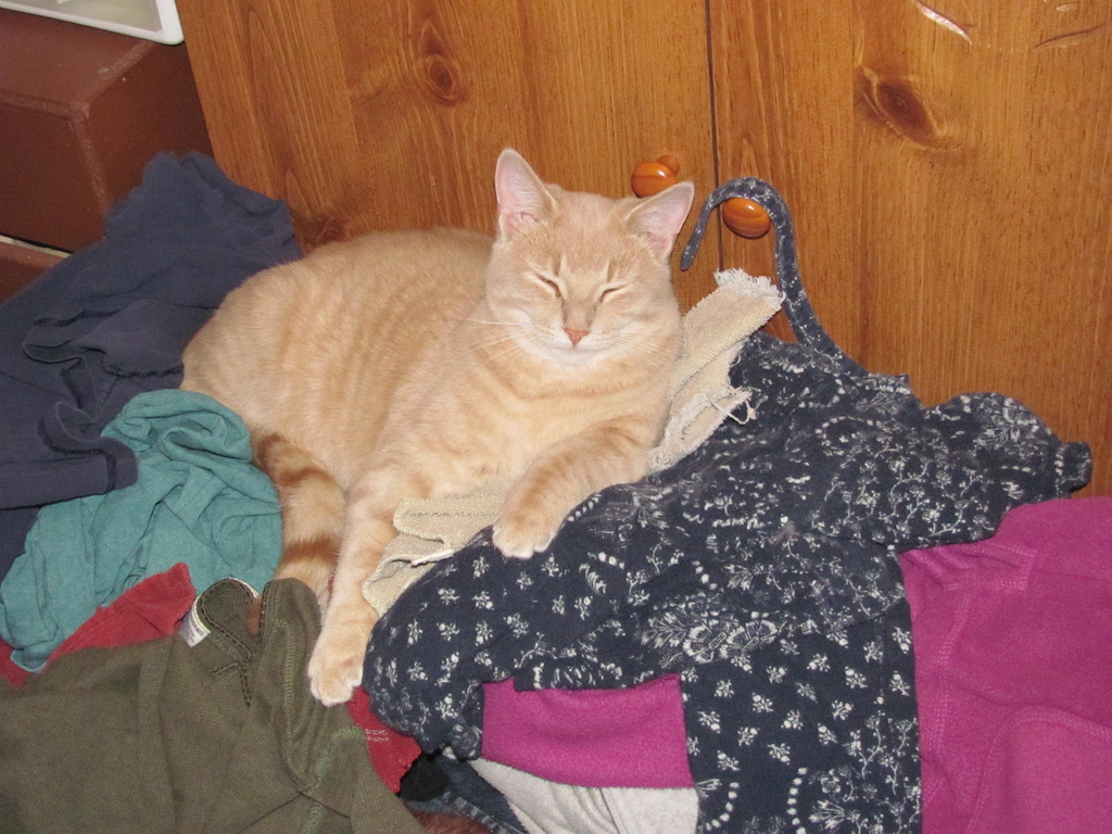 King of the Laundry by julie