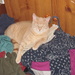 King of the Laundry by julie