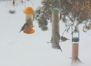 25th Dec 2013 - The finches are back!!!!!!