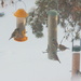 The finches are back!!!!!! by bruni