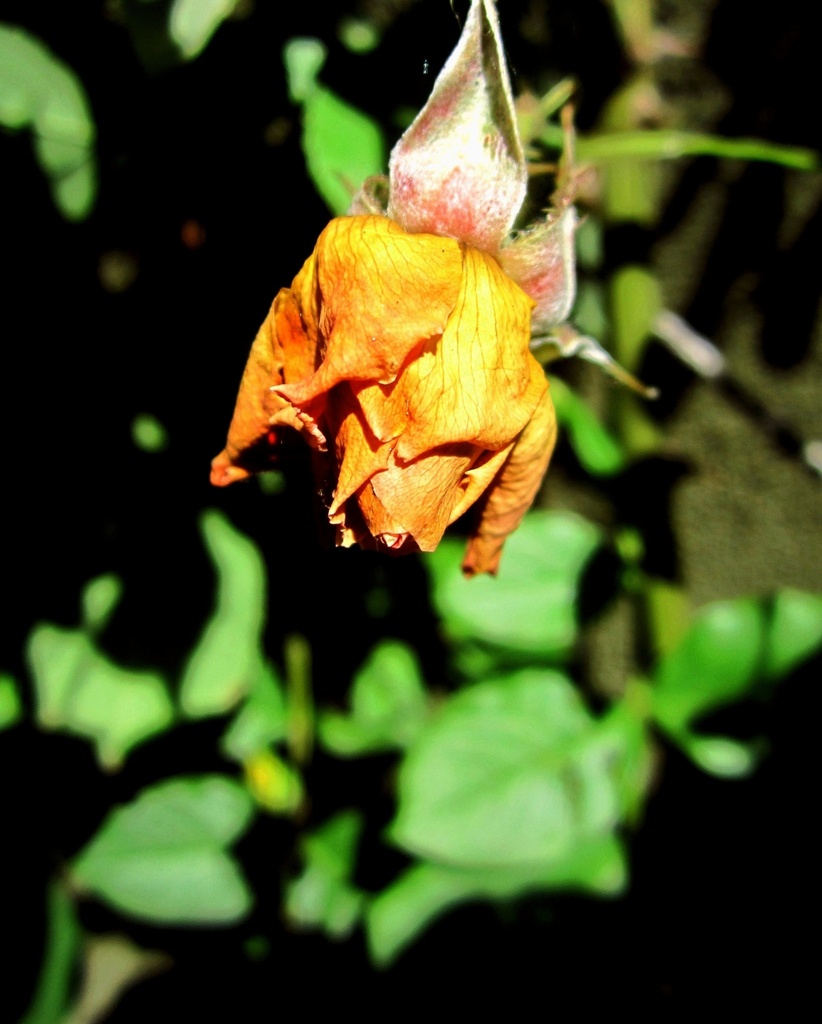 Tužna ruža by vesna0210
