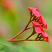 Red Flower by mariaostrowski