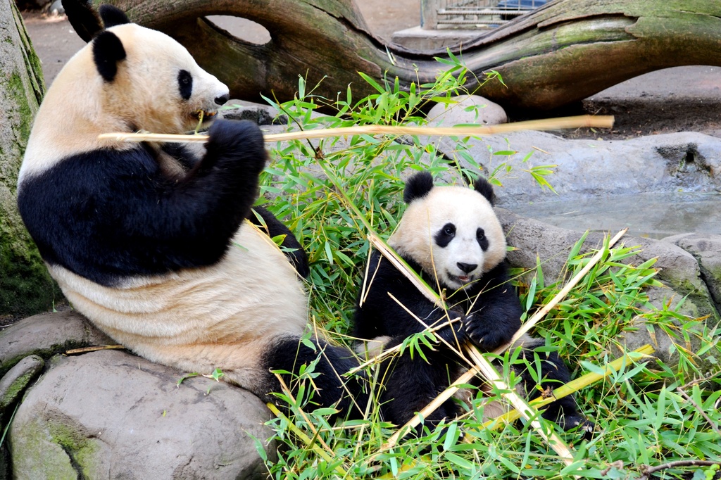 Lunchtime for Panda Mom and Baby by mariaostrowski