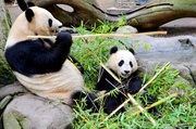 19th Dec 2013 - Lunchtime for Panda Mom and Baby