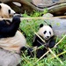 Lunchtime for Panda Mom and Baby by mariaostrowski