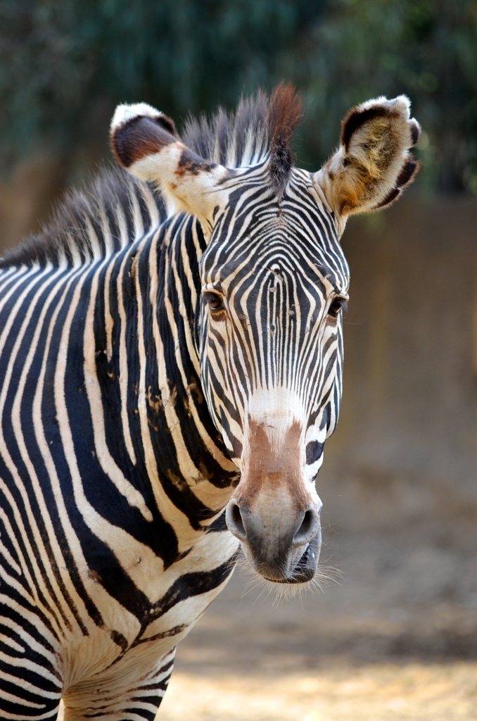 Zebra by mariaostrowski