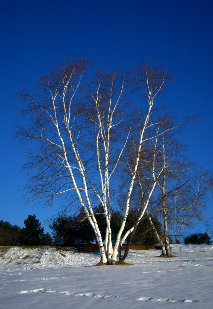 White Birch by kevin365