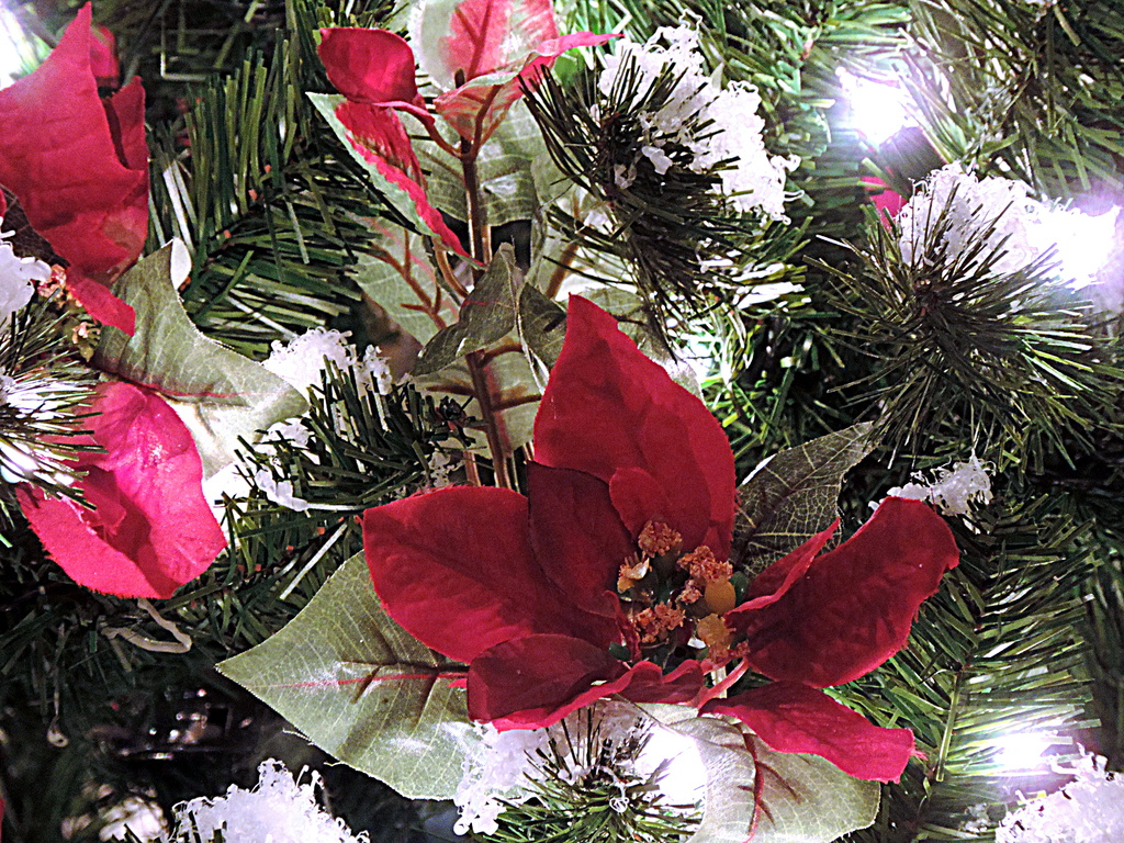 Poinsettia decorations! by homeschoolmom