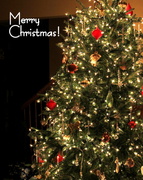 25th Dec 2013 - Christmas Tree