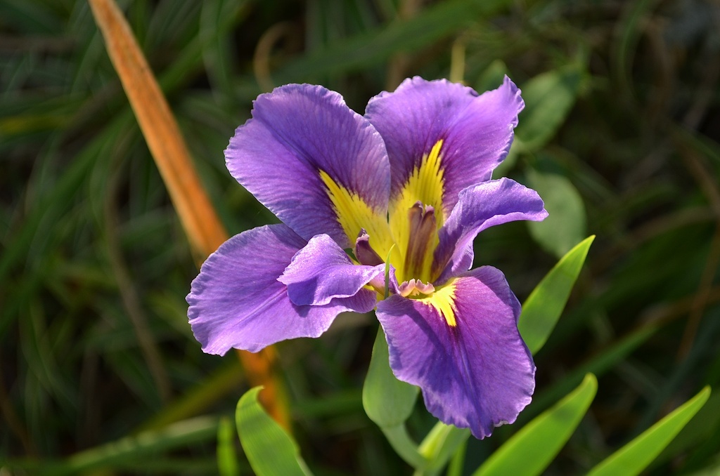 A rare sight -- iris blooming in December, Hampton Park, Charleston, SC by congaree