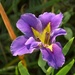 A rare sight -- iris blooming in December, Hampton Park, Charleston, SC by congaree