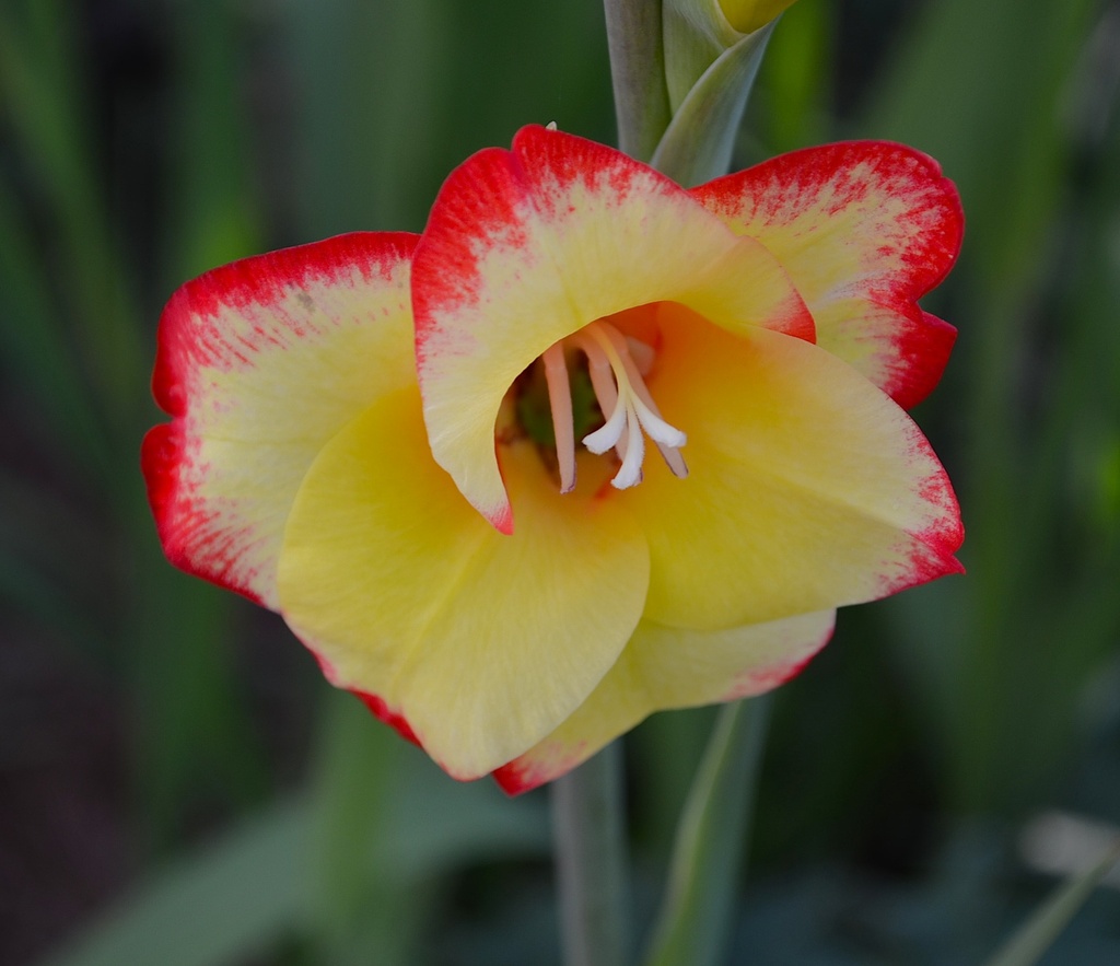 Rare bloomng December gladiolia, Hampton Park, Charleston, SC by congaree