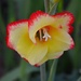 Rare bloomng December gladiolia, Hampton Park, Charleston, SC by congaree