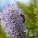 Hebe Bee by kiwinanna