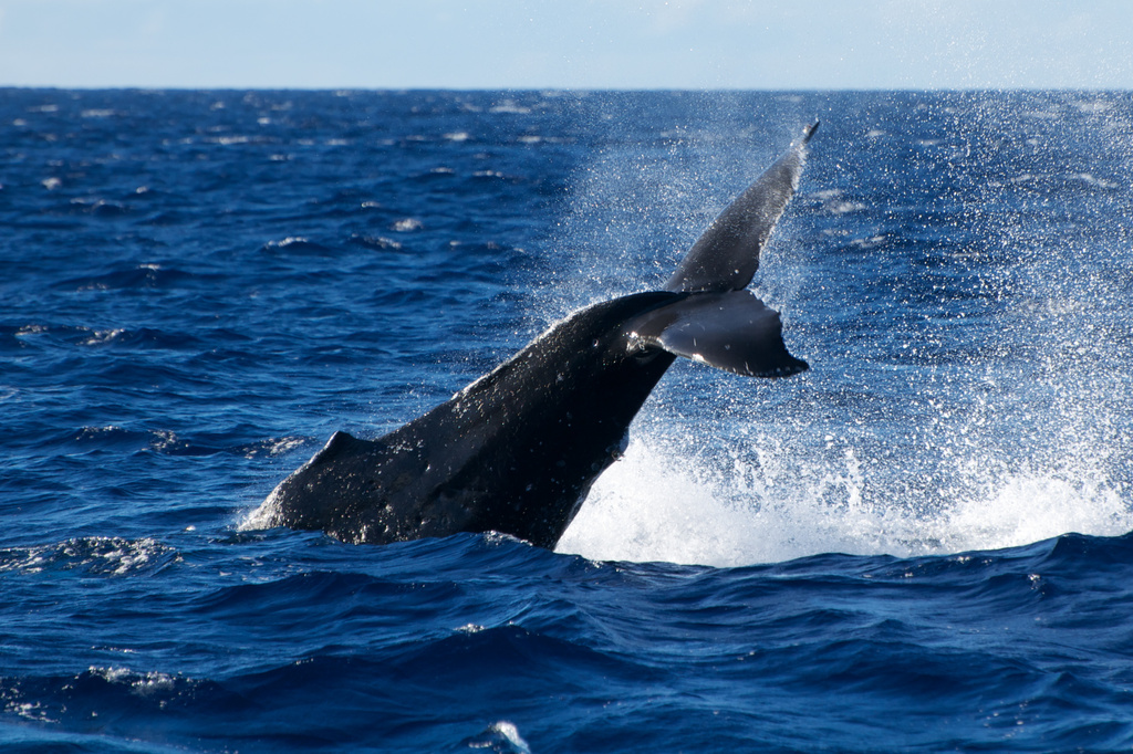 Juvenile Humpback Whale  by taffy