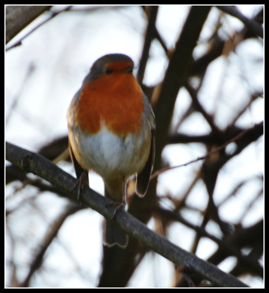 Christmas robin by rosiekind