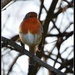 Christmas robin by rosiekind